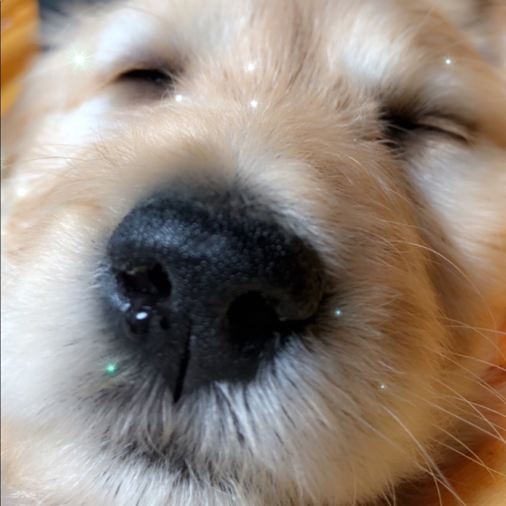 Meet your Posher, Maya